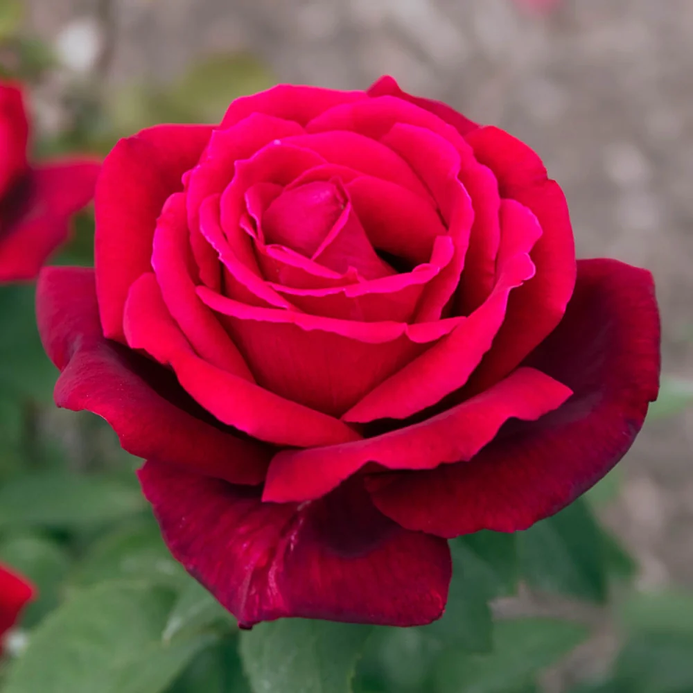 36" Tree Rose Chrysler Imperial - Image 3