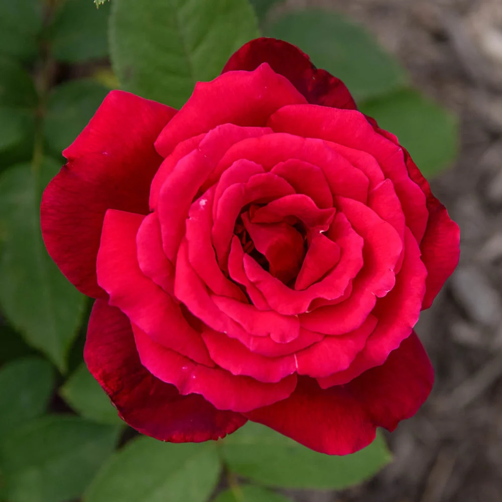 36" Tree Rose Chrysler Imperial - Image 4