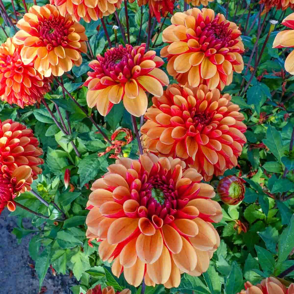 Decorative Dahlia American Sunset - Image 3