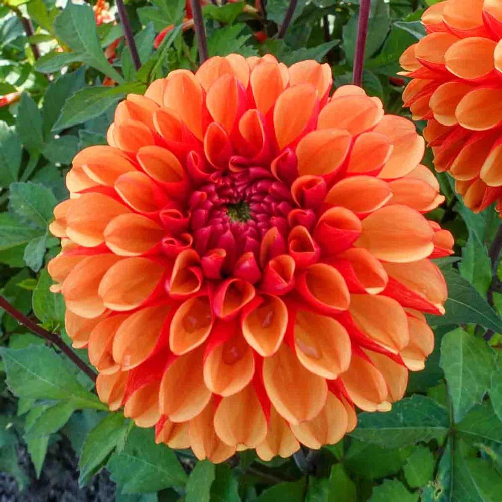 Decorative Dahlia American Sunset - Image 4