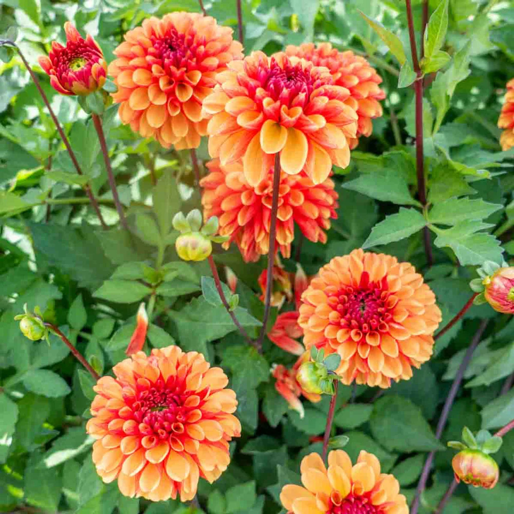Decorative Dahlia American Sunset - Image 5