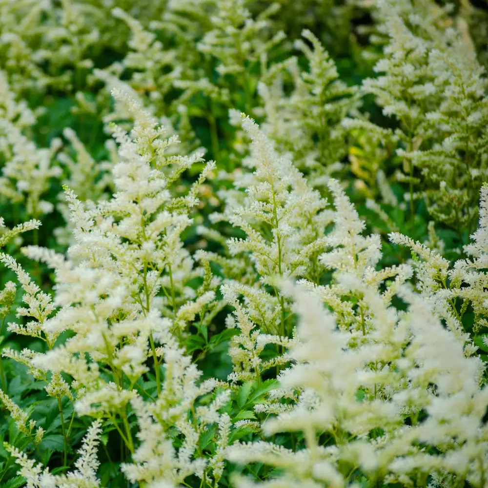 Astilbe Deutschland - Image 3