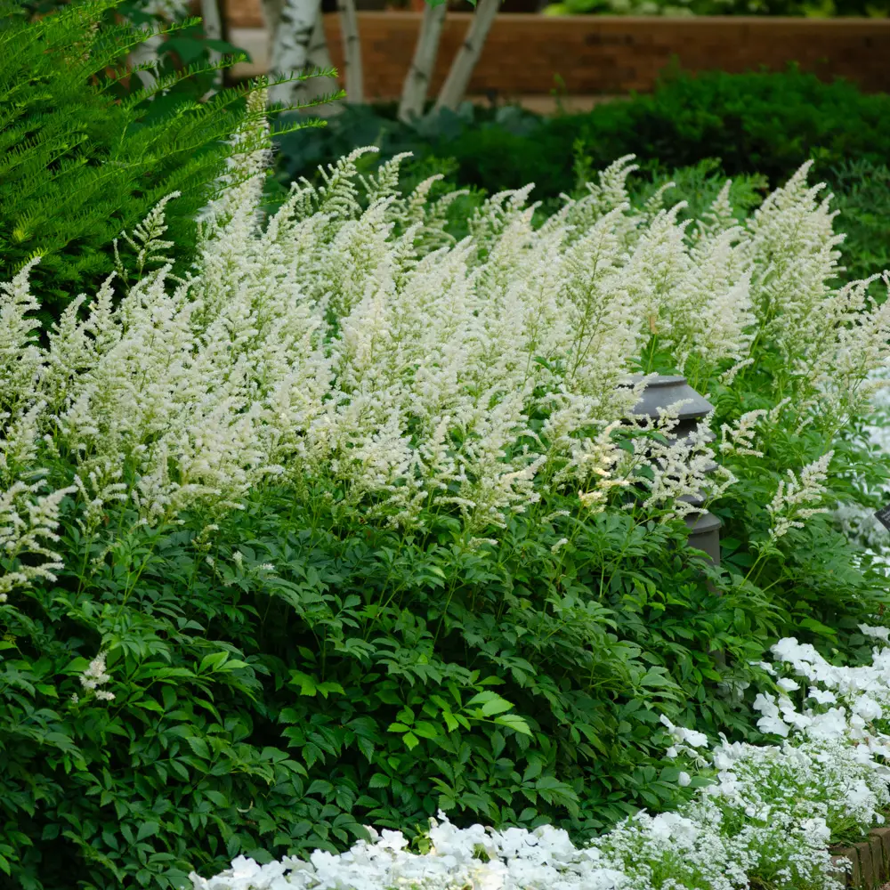 Astilbe Deutschland - Image 4
