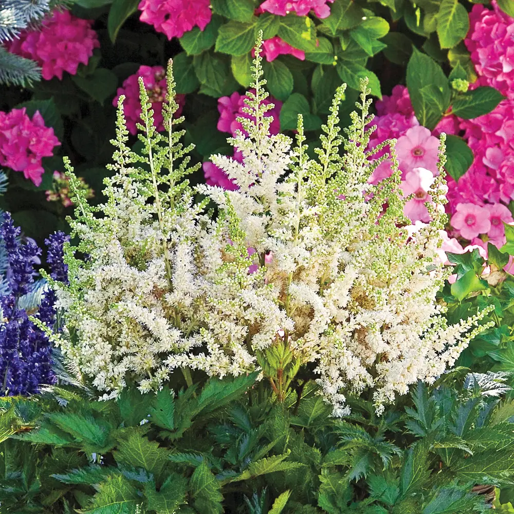 Astilbe Deutschland - Image 5