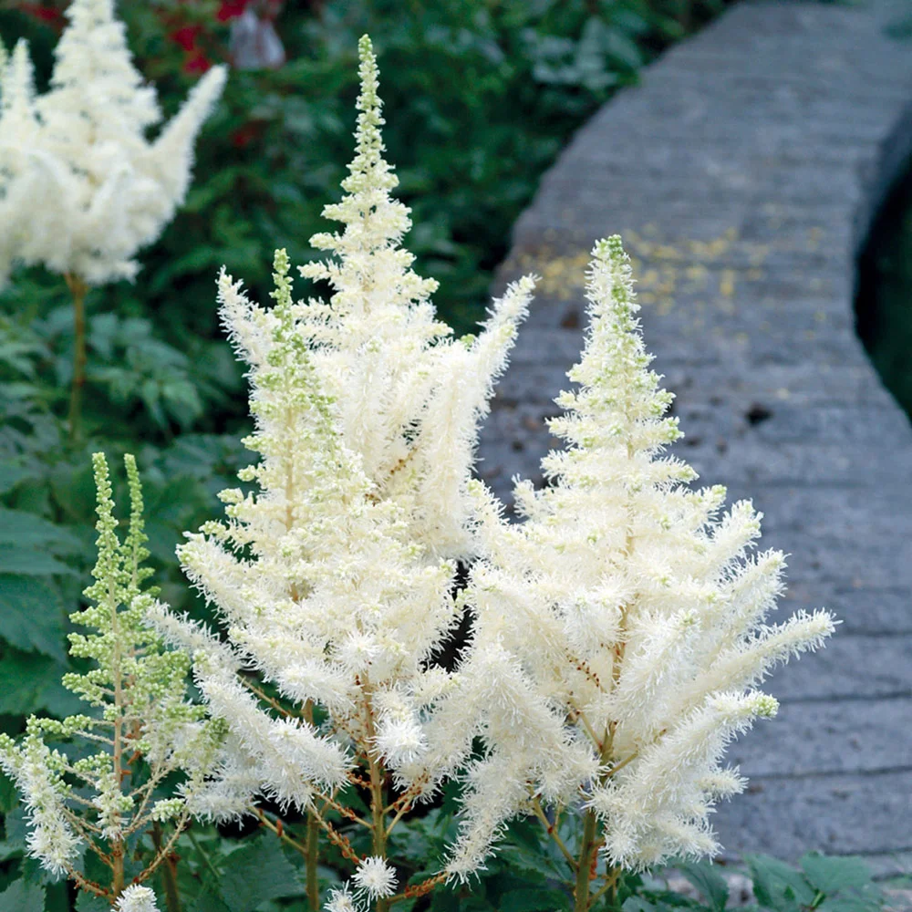 Astilbe Diamond - Image 3