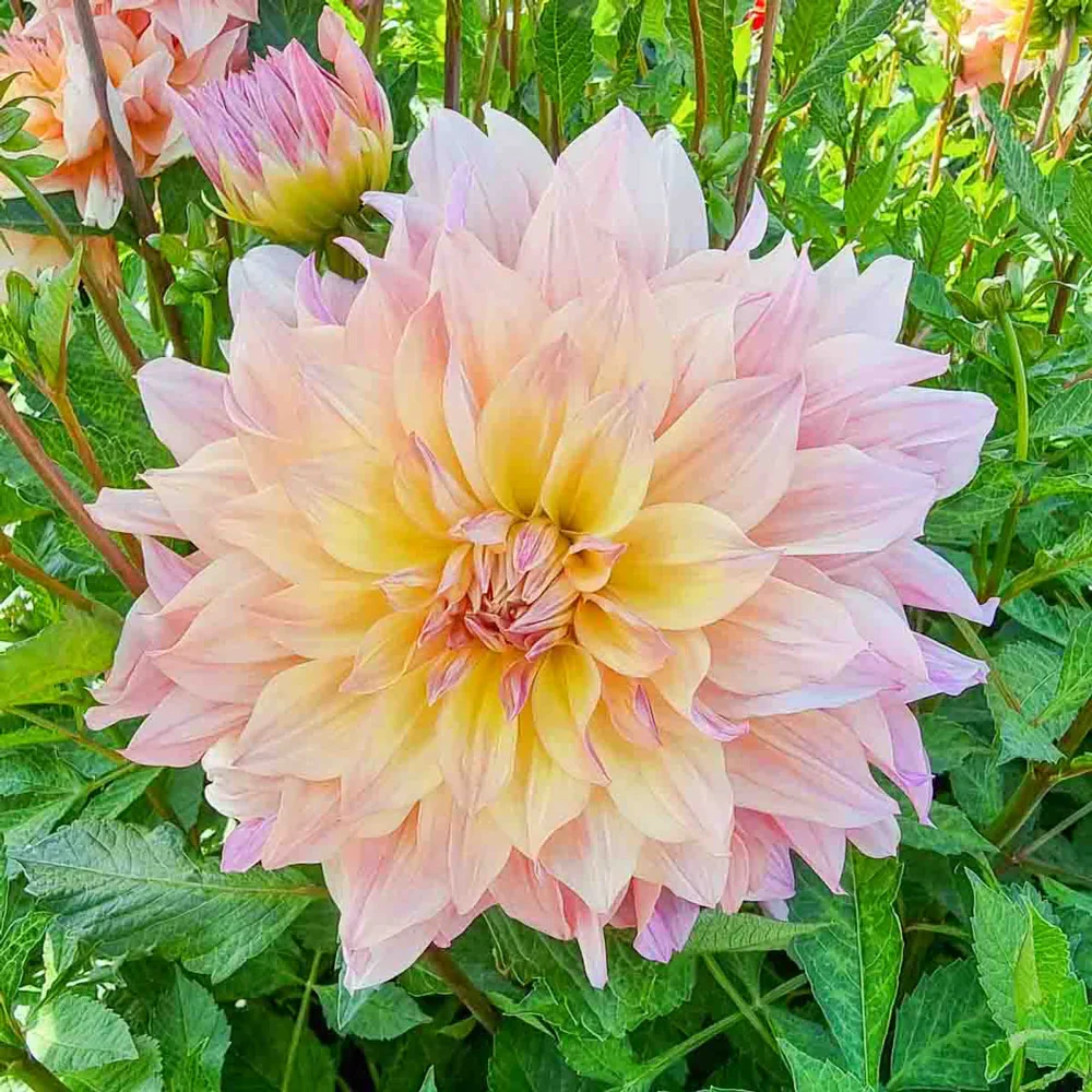 Dinnerplate Dahlia Paso Doble Dancer - Image 3