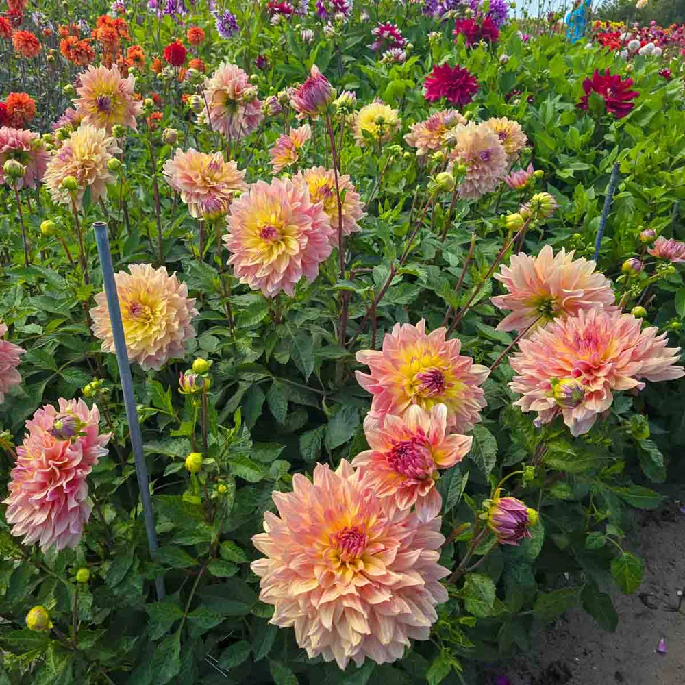Dinnerplate Dahlia Paso Doble Dancer - Image 4