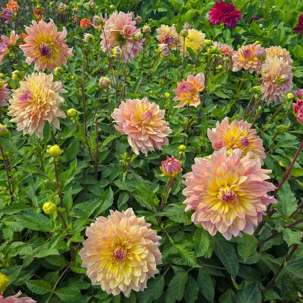 Dinnerplate Dahlia Paso Doble Dancer - Image 5