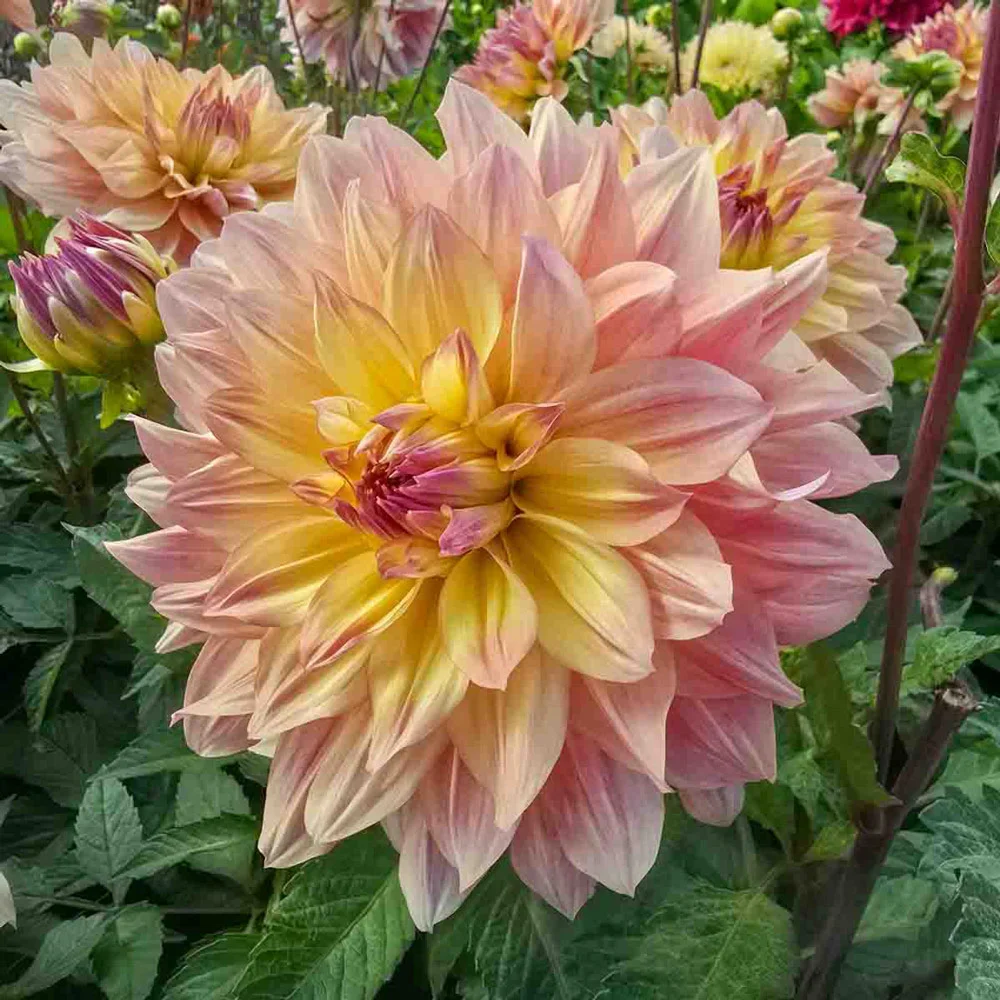 Dinnerplate Dahlia Paso Doble Dancer - Image 6