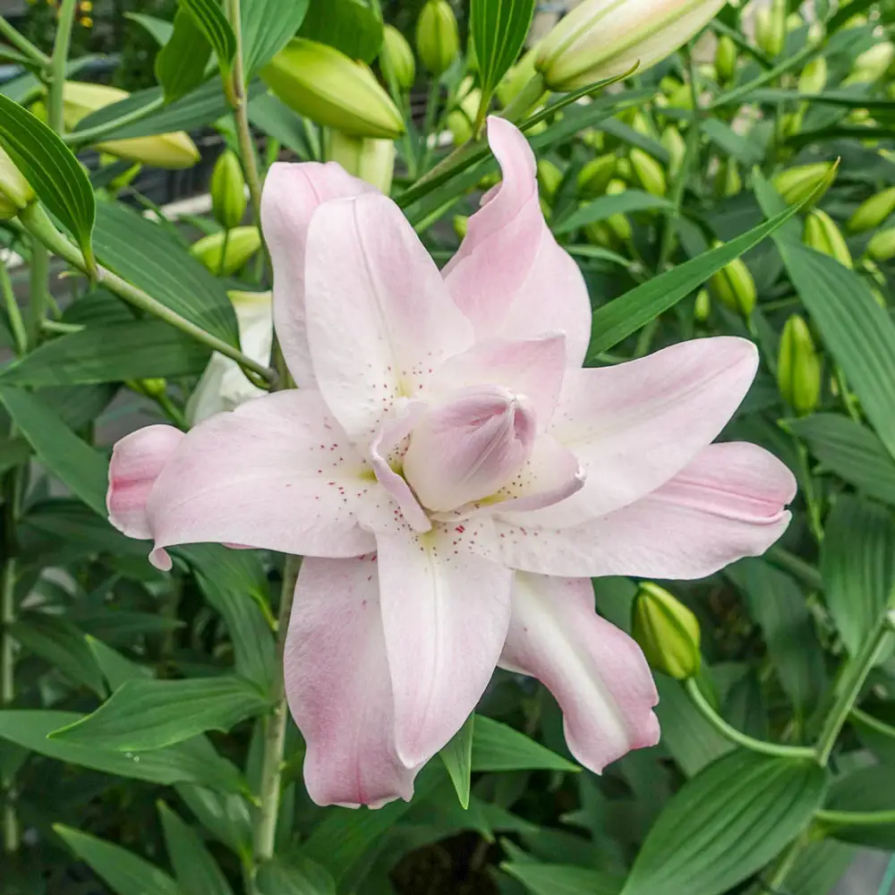 Double Oriental Lily Lotus Queen - Image 3