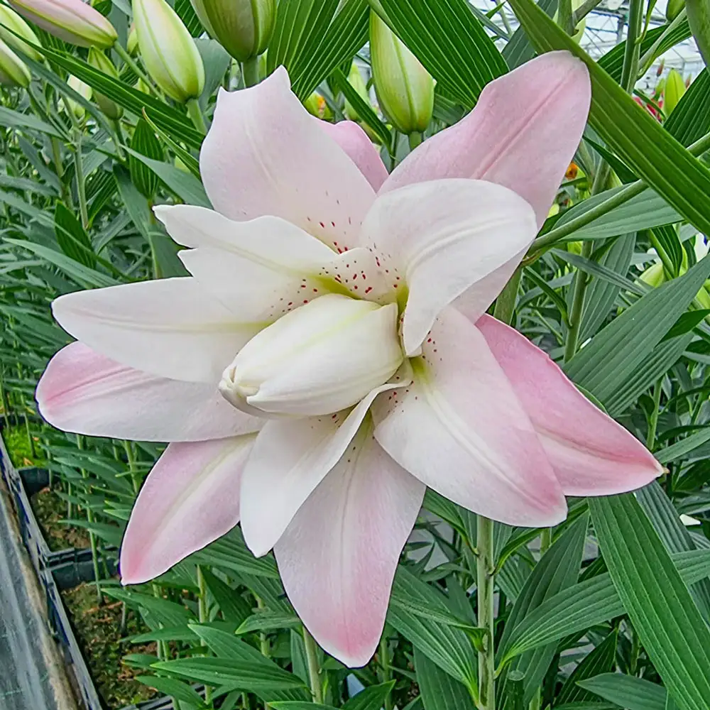 Double Oriental Lily Lotus Queen - Image 4