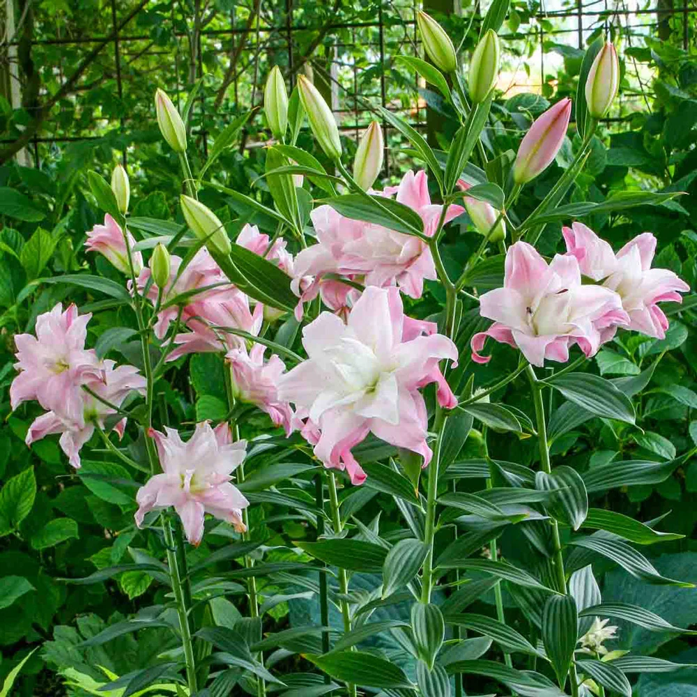 Double Oriental Lily Lotus Queen - Image 5