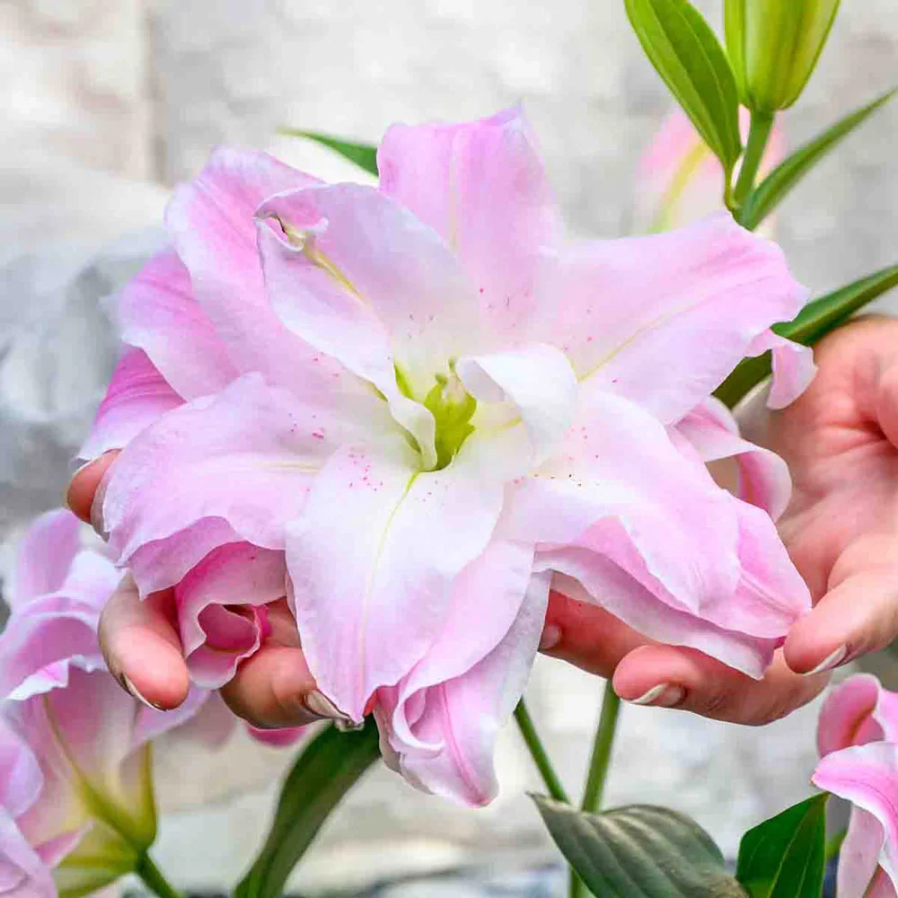 Double Oriental Lily Lotus Queen - Image 6