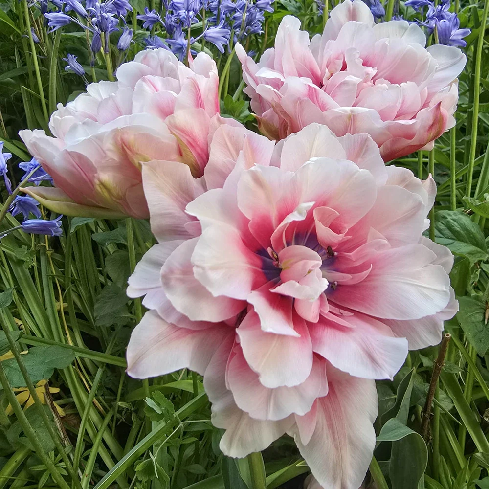 Double Peony Tulip Magic Sensation - Image 3