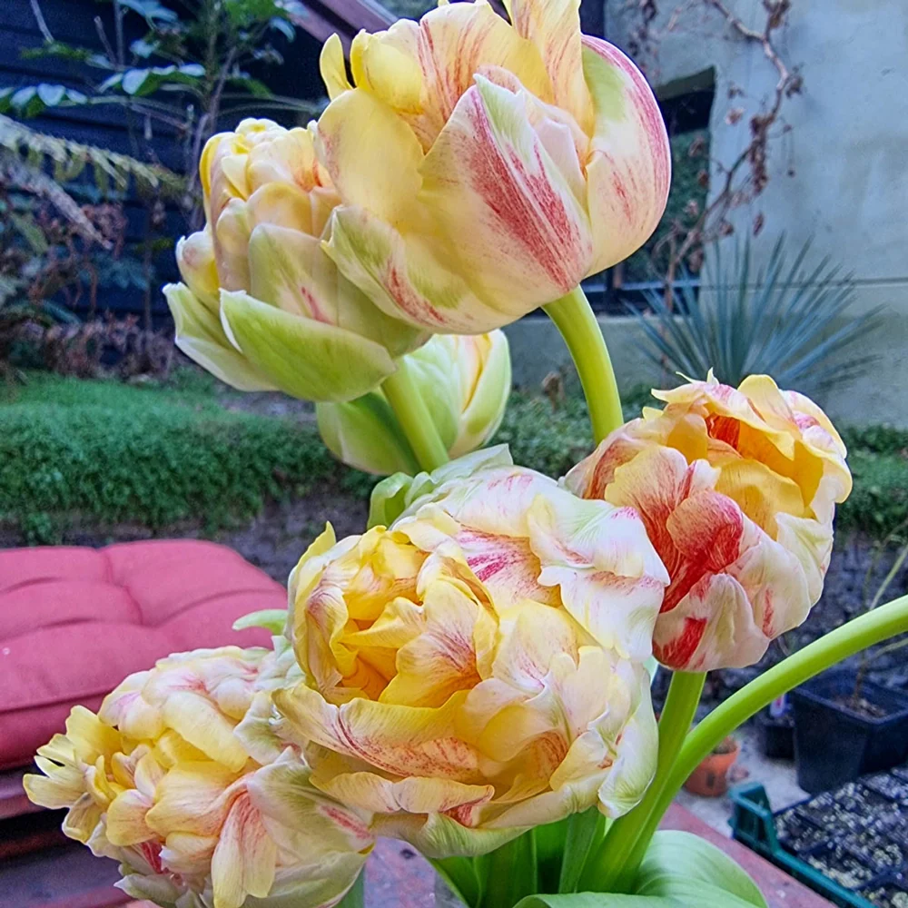 Double Peony Tulip Sprinkle Dip - Image 3