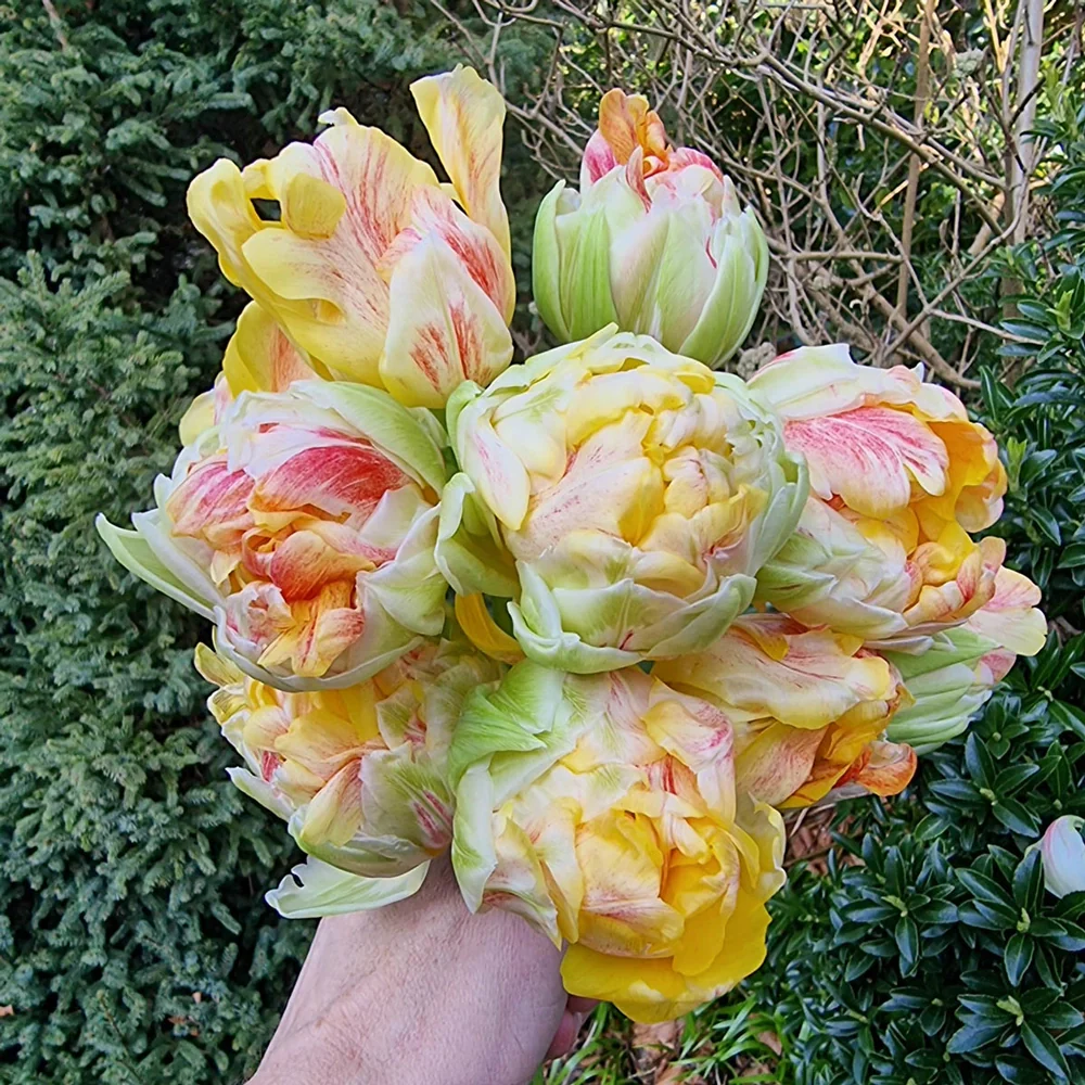 Double Peony Tulip Sprinkle Dip - Image 4