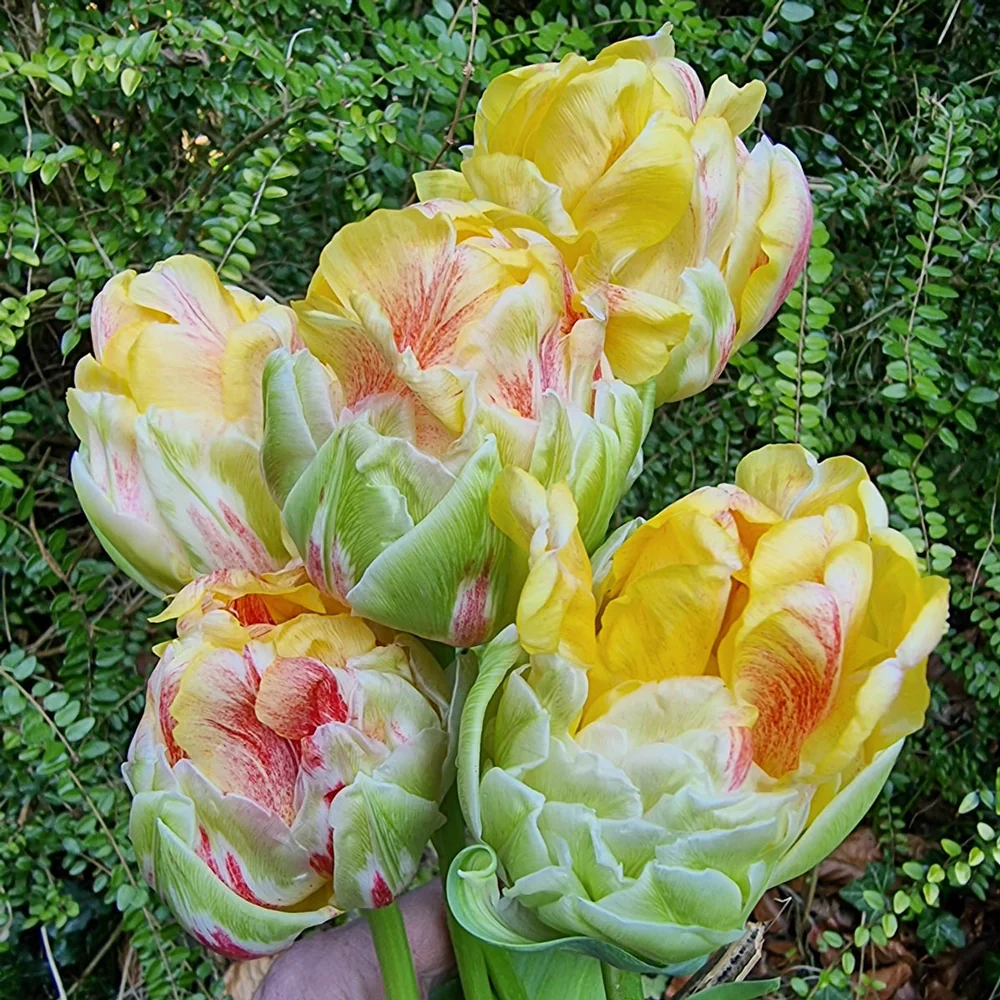 Double Peony Tulip Sprinkle Dip - Image 5