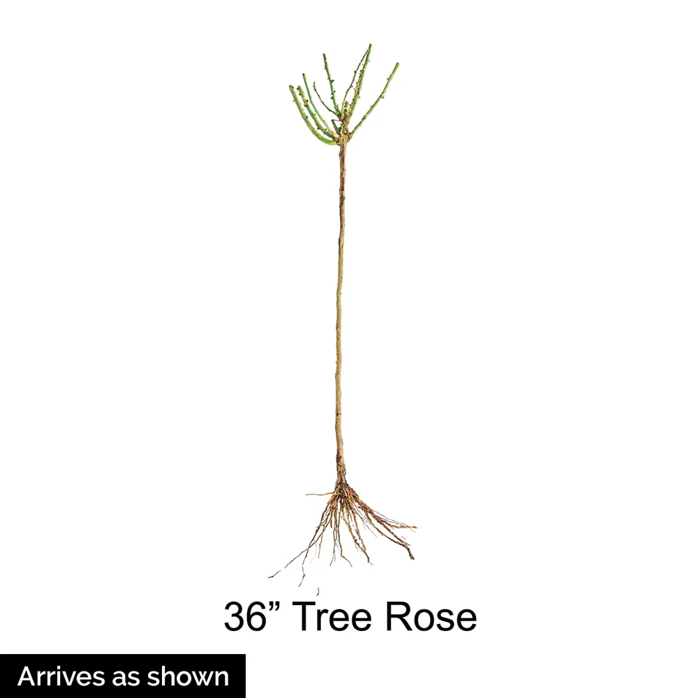 36" Tree Rose Chrysler Imperial - Image 5