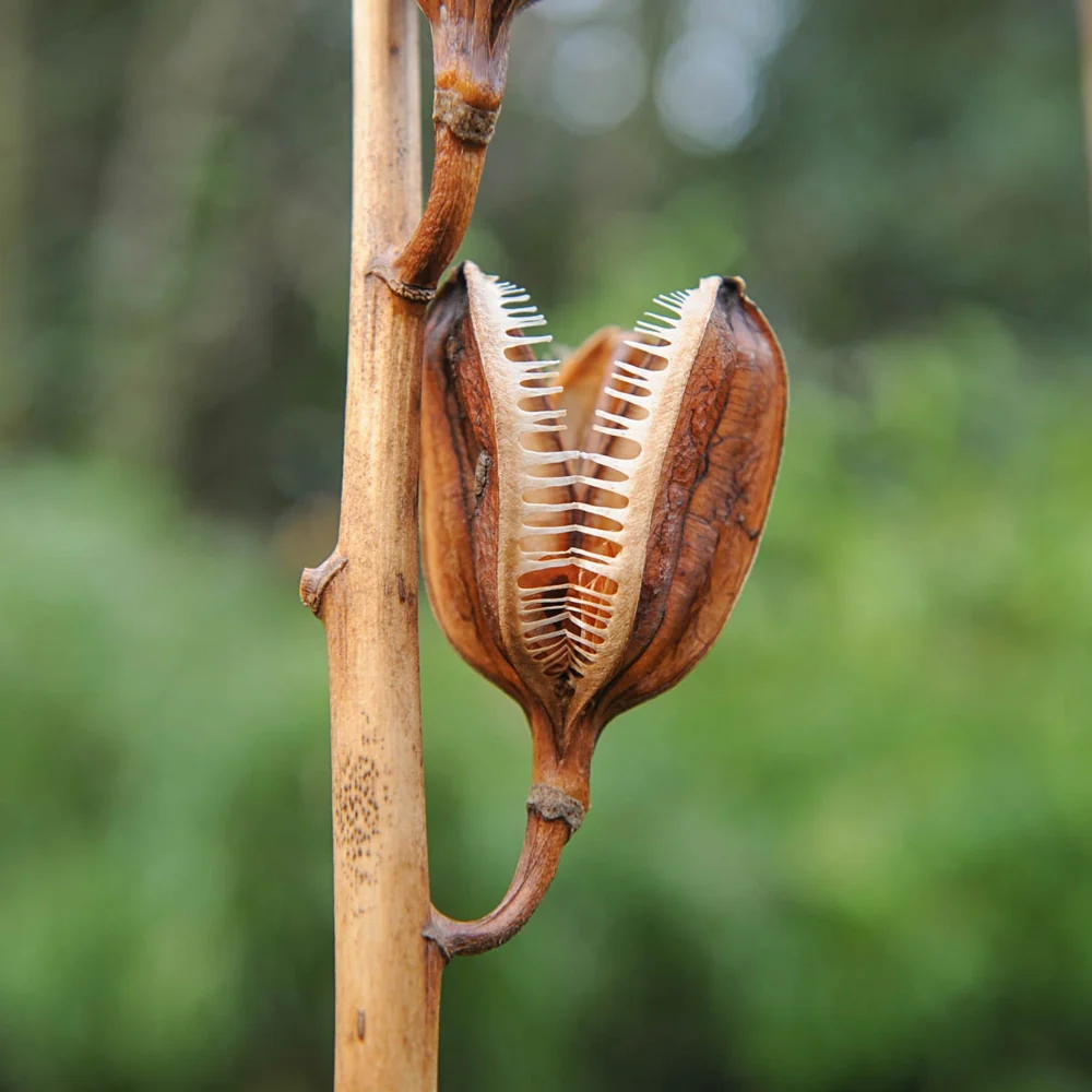 Giant Himalayan Lily - Image 3