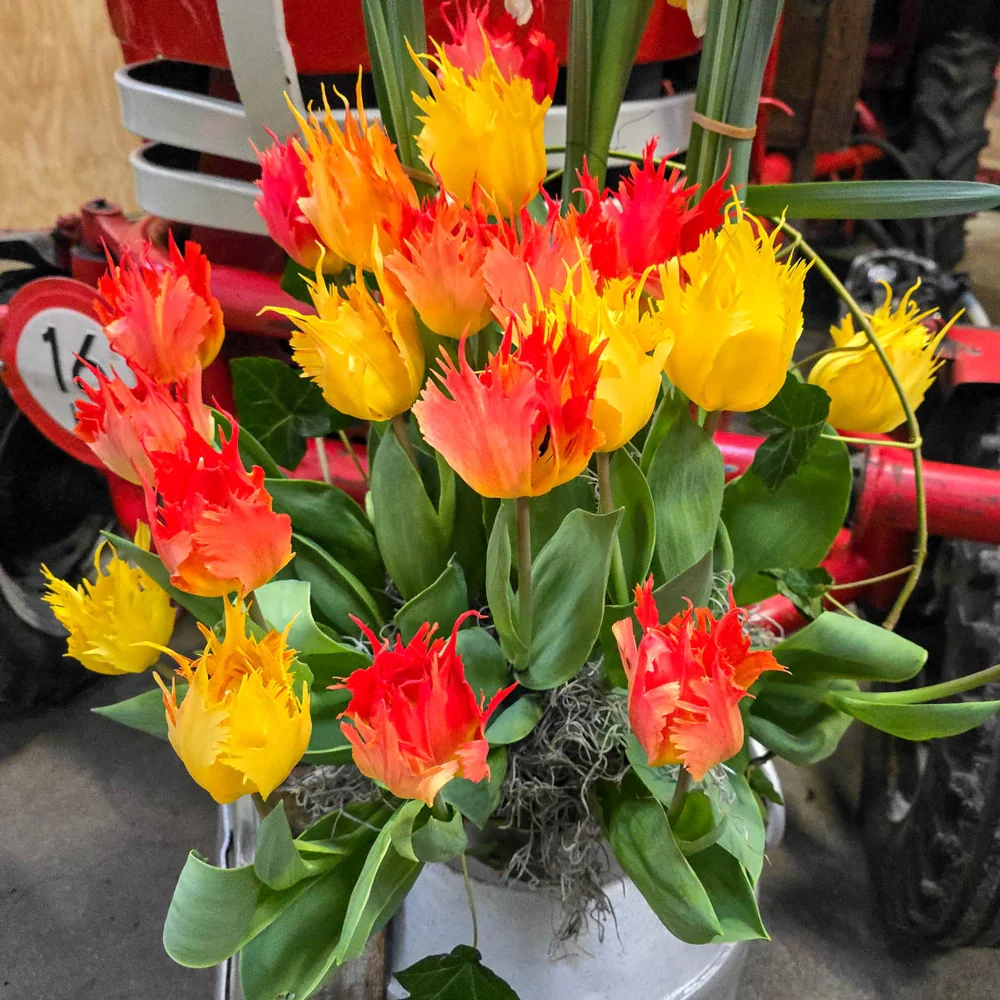 Hearts a'Fire Tulip Duet - Image 3