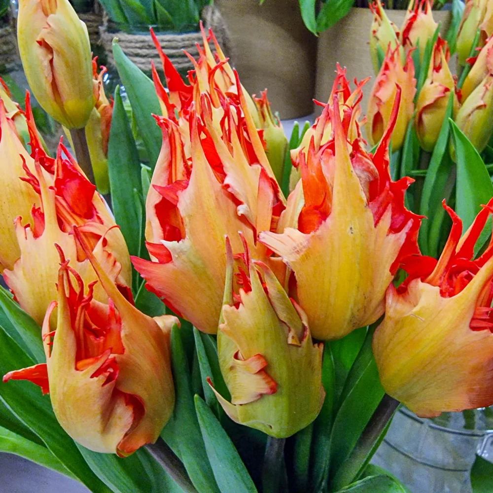 Hearts a'Fire Tulip Duet - Image 4