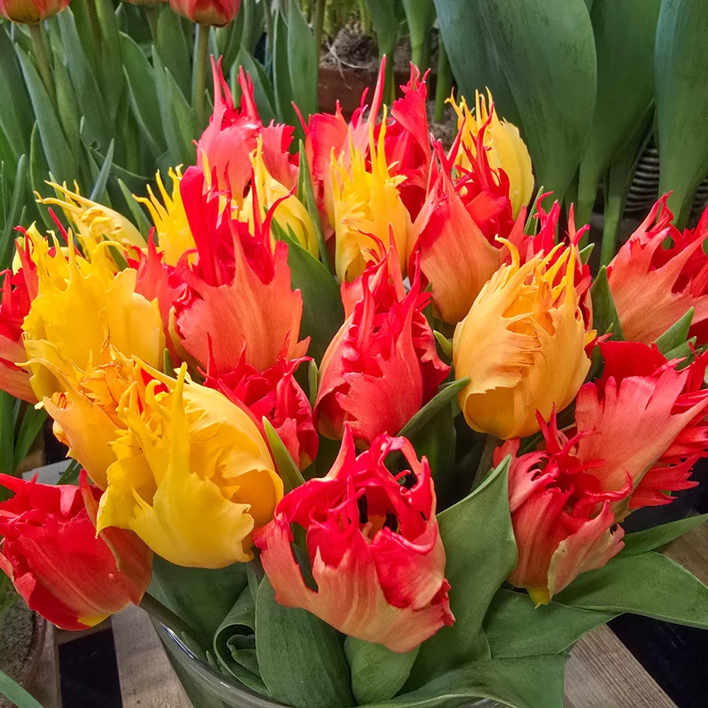 Hearts a'Fire Tulip Duet - Image 5
