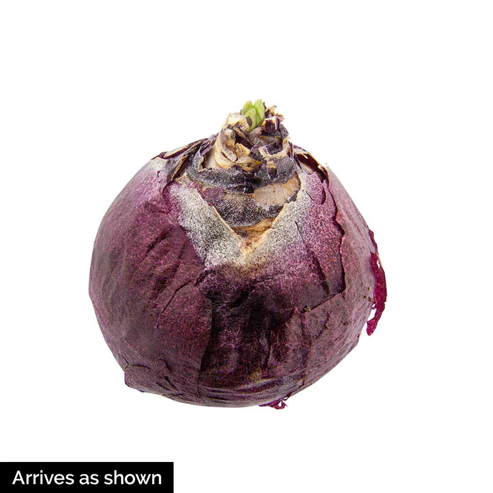 Hyacinth Siberia - Image 3