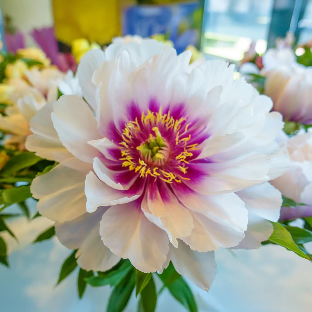Itoh Peony Cora Louise - Image 3