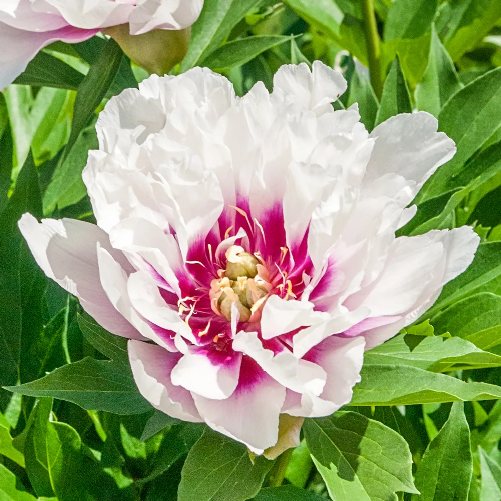 Itoh Peony Cora Louise - Image 4