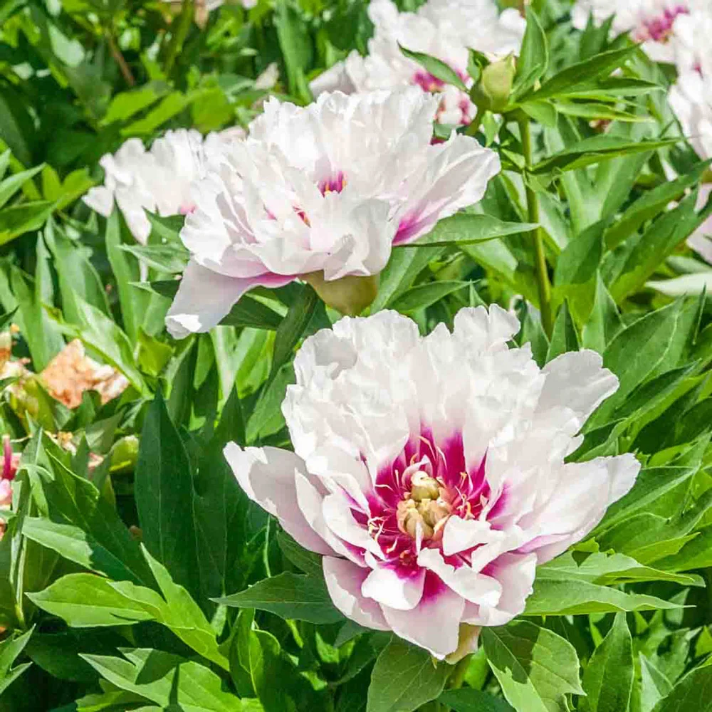 Itoh Peony Cora Louise - Image 5