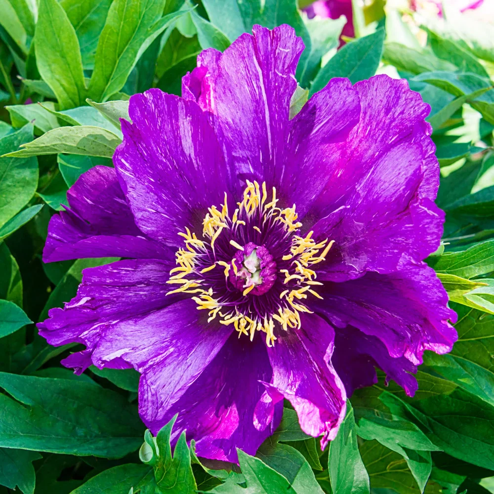 Itoh Peony Morning Lilac - Image 3