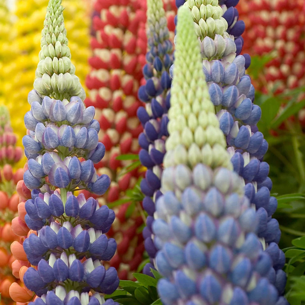 Lupines Mixed Colors - Image 3
