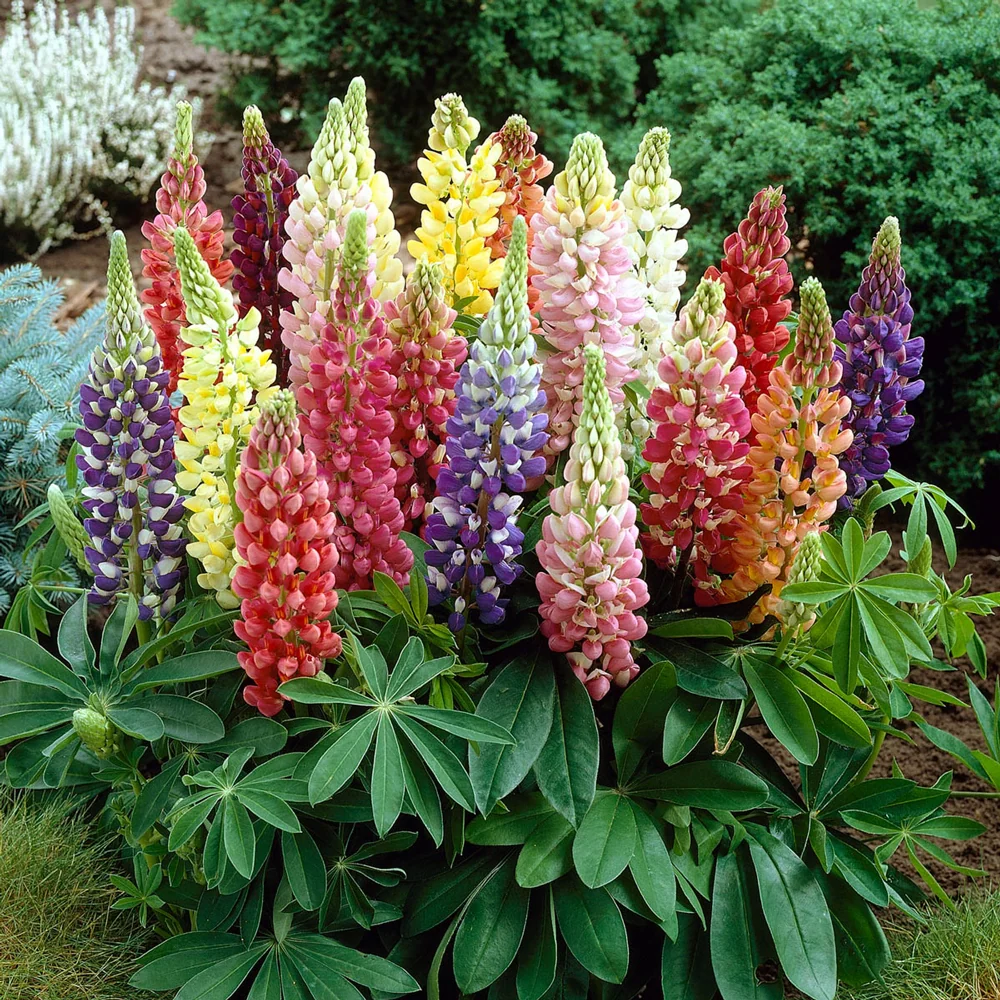Lupines Mixed Colors - Image 4