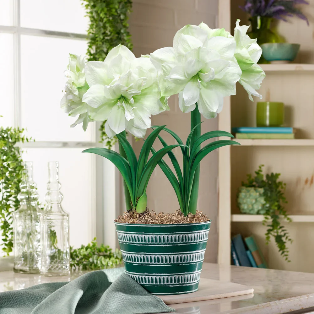 Double Amaryllis Marilyn - Image 3