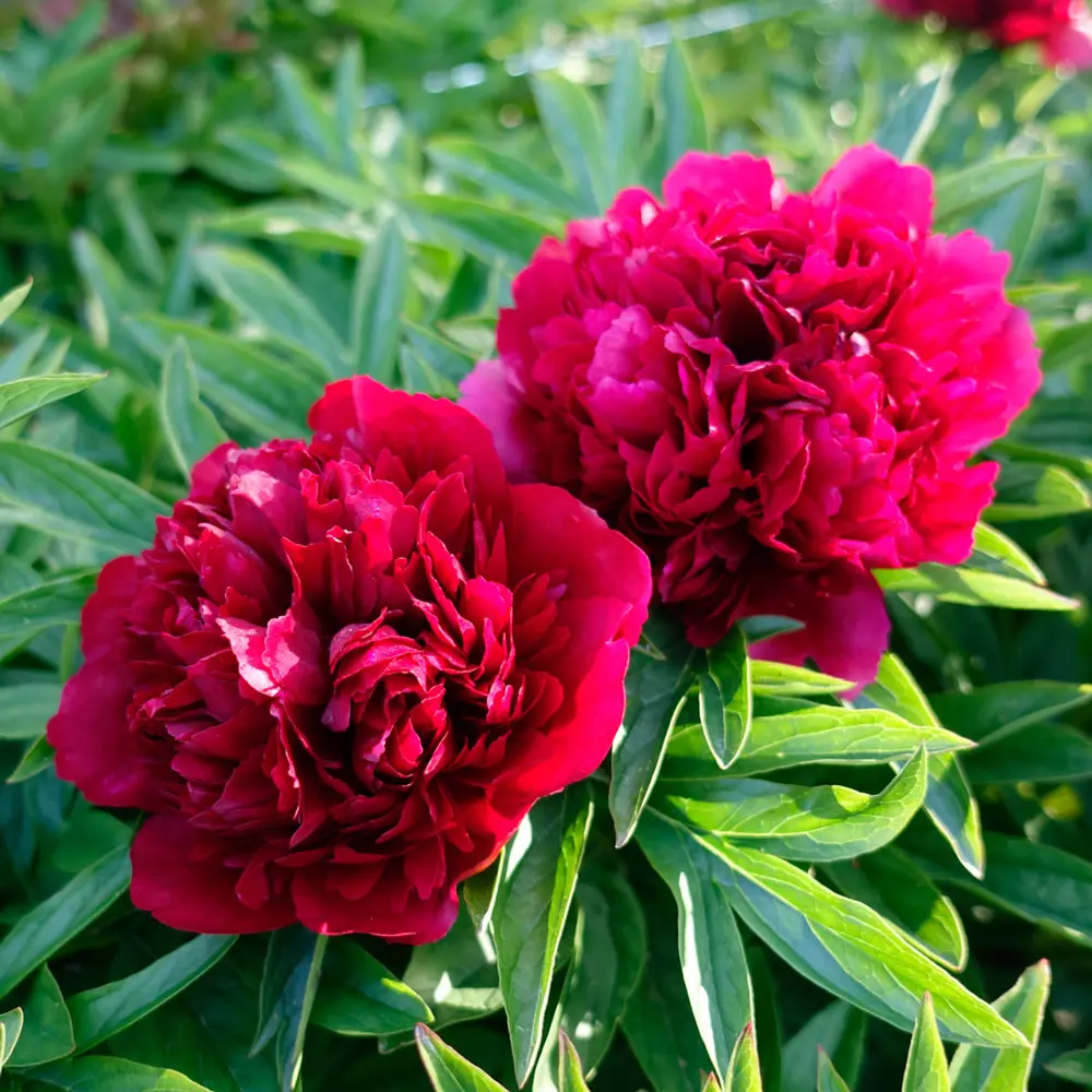 Peony Eliza Lundi - Image 3