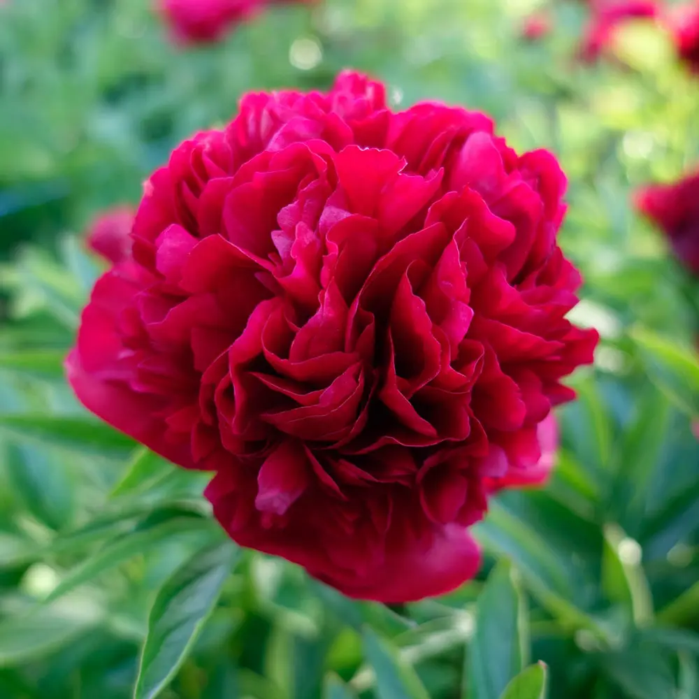 Peony Eliza Lundi - Image 4
