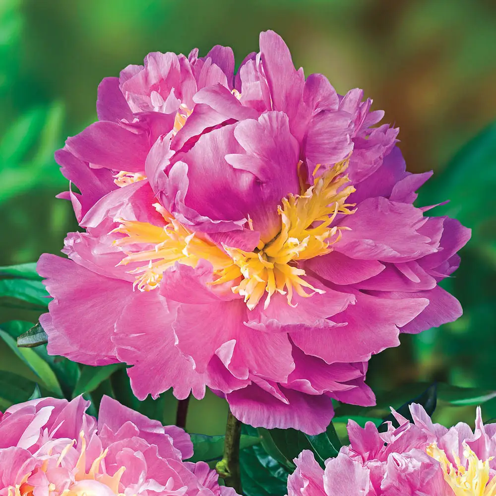 Peony Lavon - Image 3