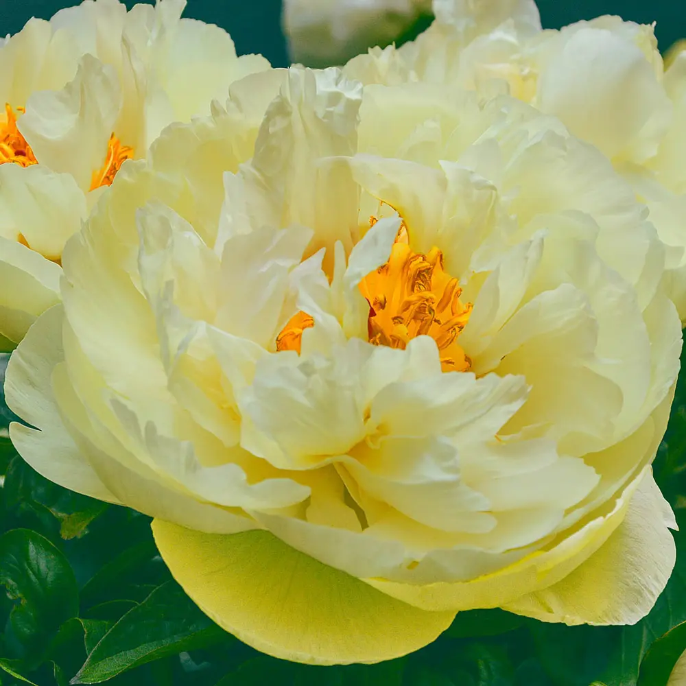 Peony Lemon Chiffon - Image 3