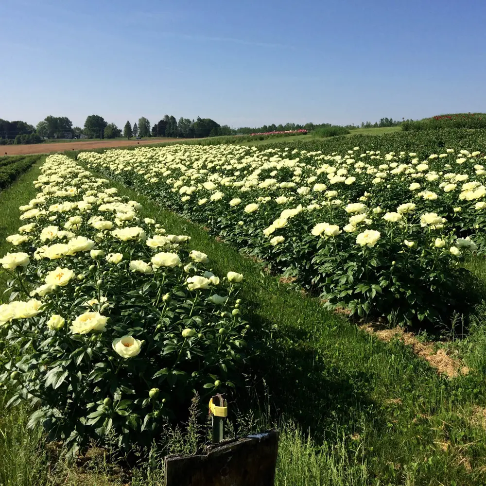 Peony Lemon Chiffon - Image 4