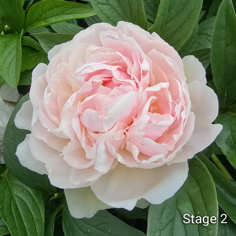 Peony Snow Mountain - Image 3