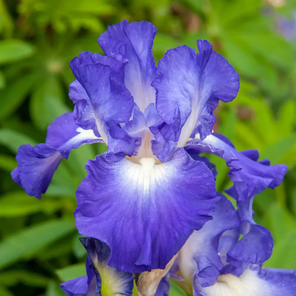 New German Irises