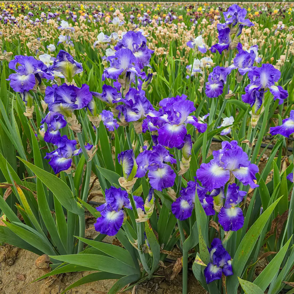 Reblooming German Iris City Lights - Image 3