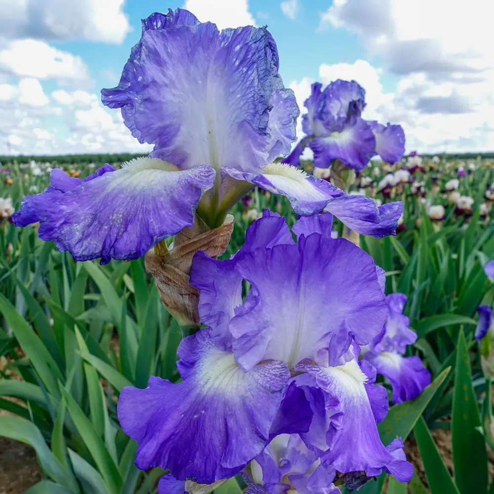 Reblooming German Iris City Lights - Image 4
