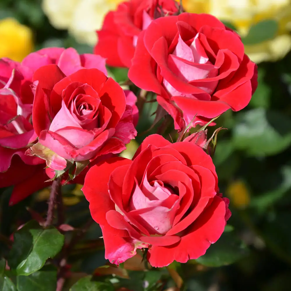 Take It Easy Shrub Rose - Image 3