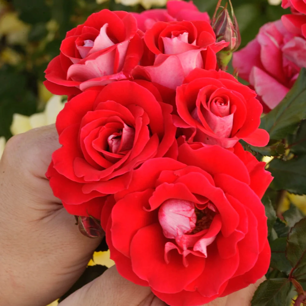 Take It Easy Shrub Rose - Image 4