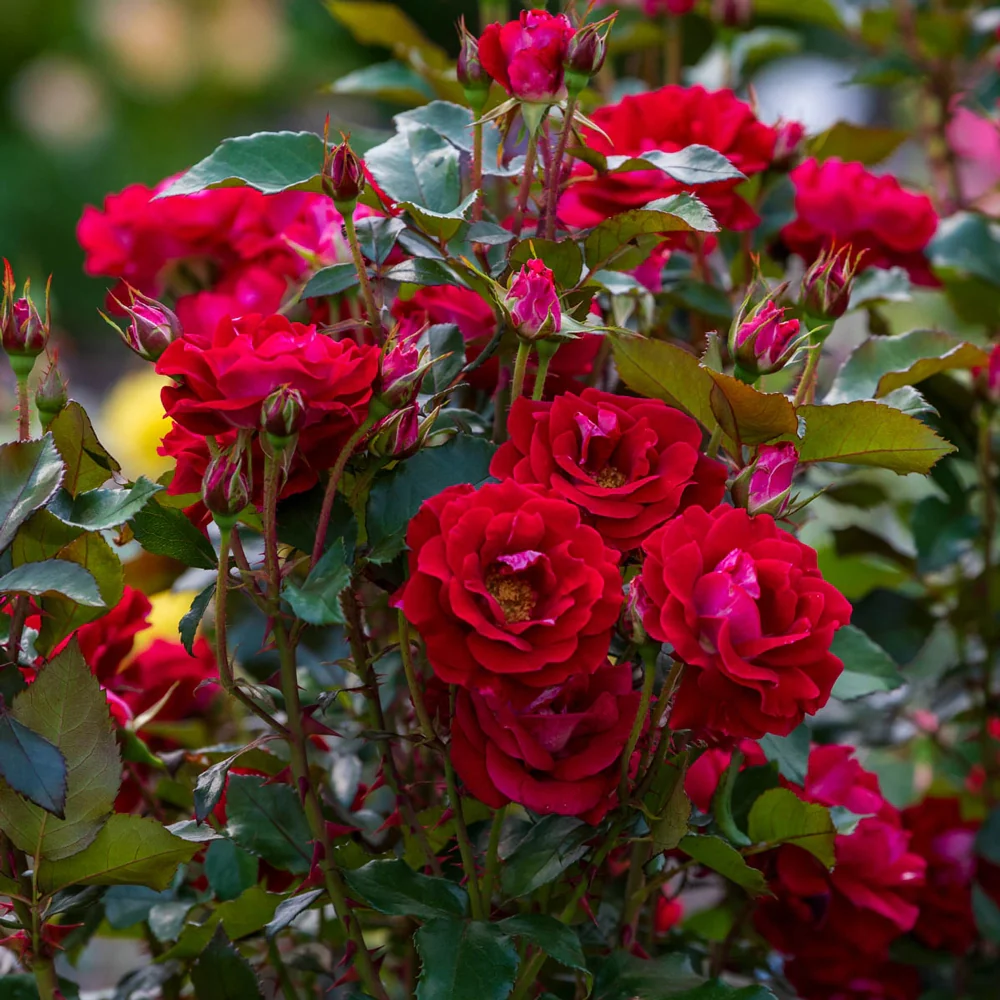 Take It Easy Shrub Rose - Image 5
