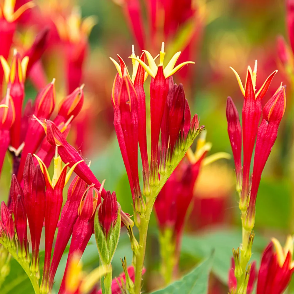 Spigelia Little Redhead - Image 3