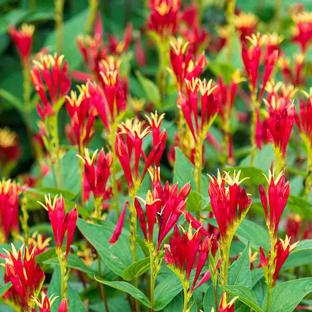 Spigelia Little Redhead - Image 4