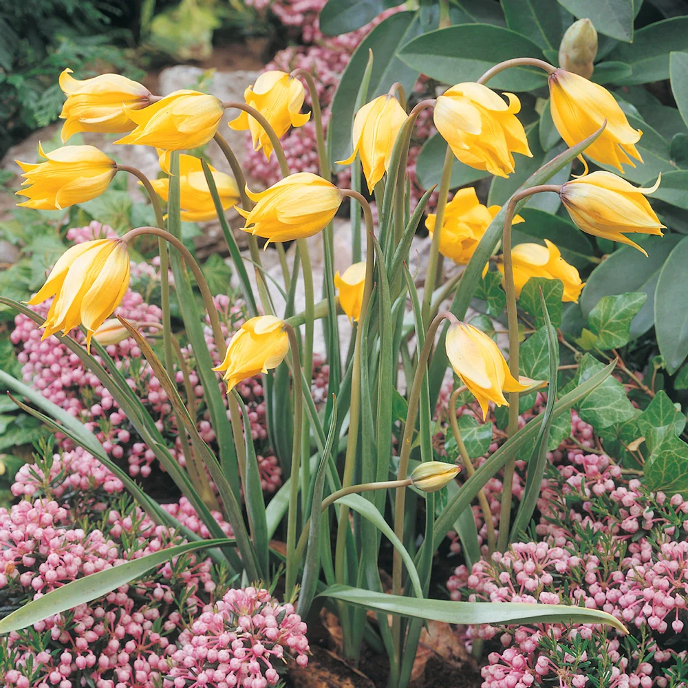 The Woodland Tulip - Image 3